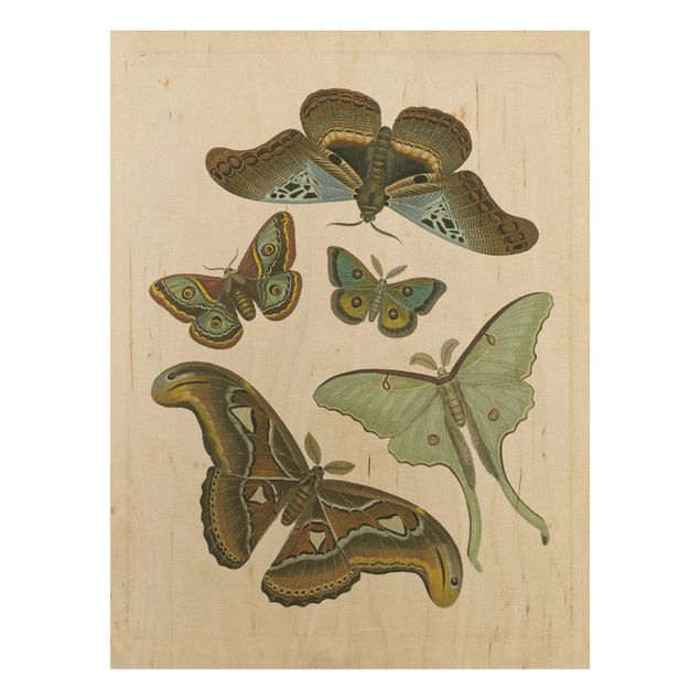 Vintage wood prints Vintage Illustration Exotic Butterflies II