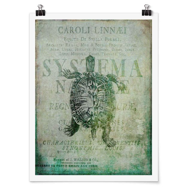 Vintage posters Vintage Collage - Antique Turtle
