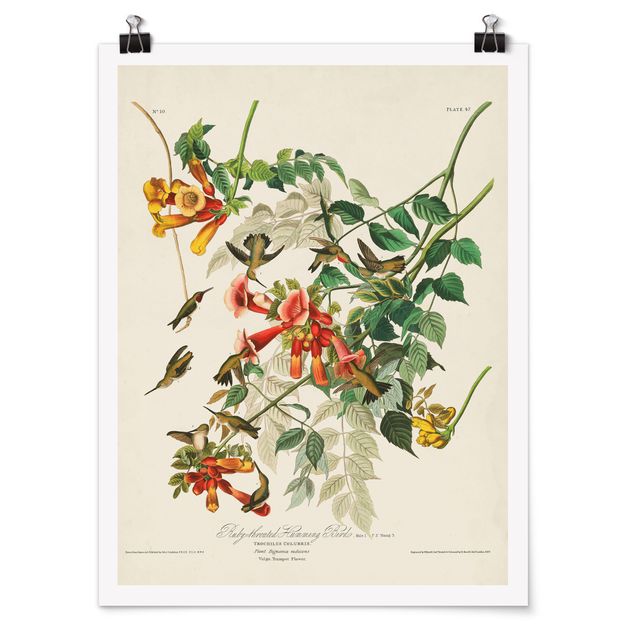 Prints floral Vintage Board Hummingbirds