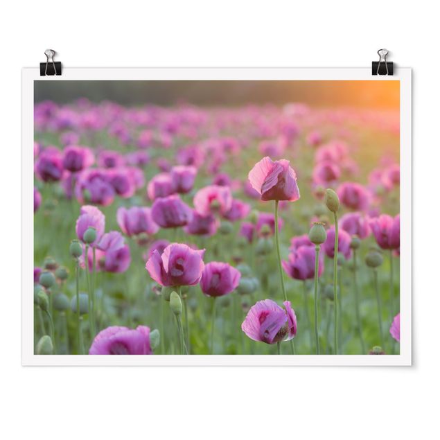 Floral prints Purple Poppy Flower Meadow In Spring