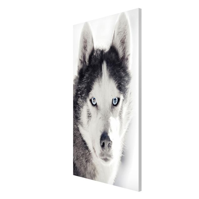 Magnet boards animals Husky Portrait