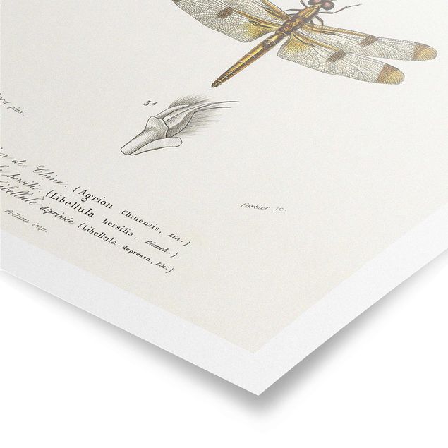 Prints Vintage Board Dragonflies