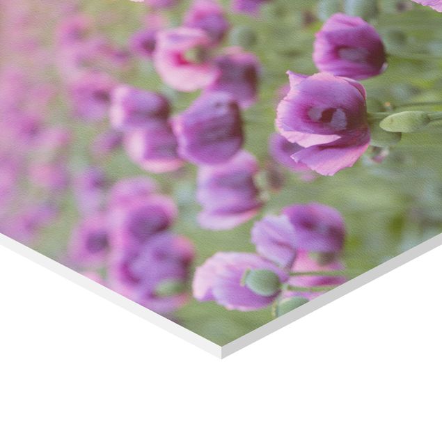 Rainer Mirau Purple Poppy Flower Meadow In Spring