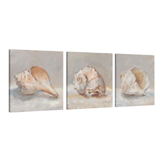 Canvas prints animals Shell Study Set I