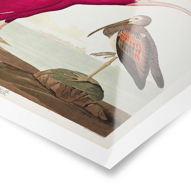 Prints animals Vintage Board Red Ibis