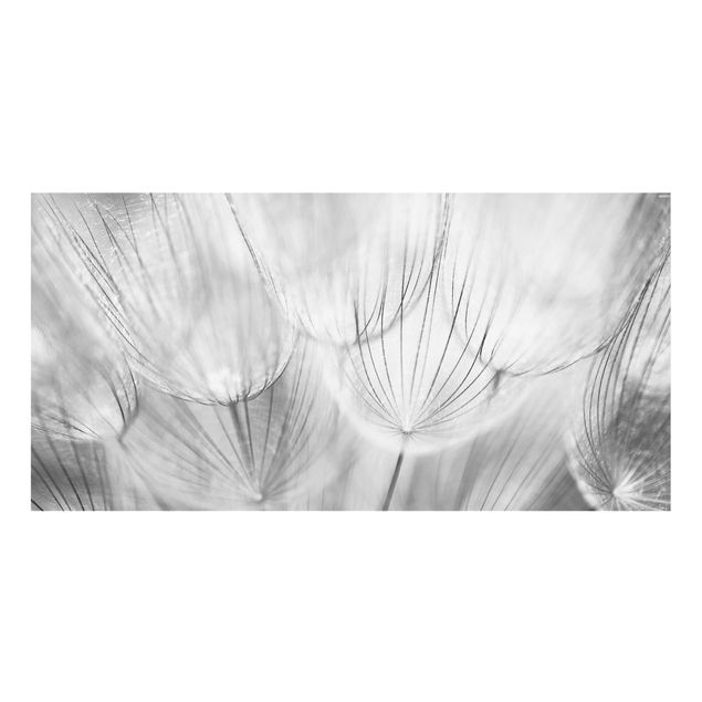 Glass Splashback - Dandelions Macro Shot In Black And White - Landscape 1:2