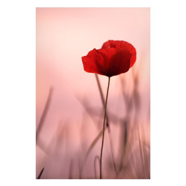 Poppy print Poppy Flower In Twilight