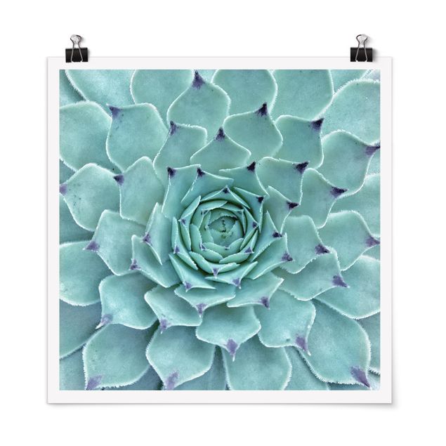 Floral prints Cactus Agave