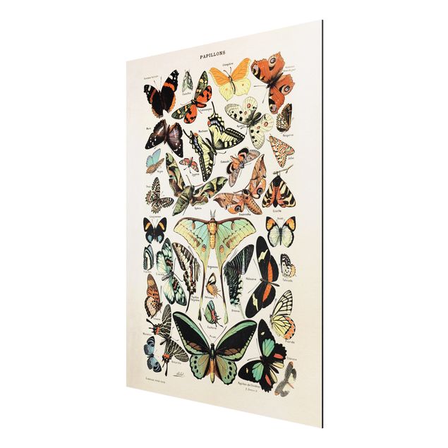 Vintage posters Vintage Board Butterflies And Moths