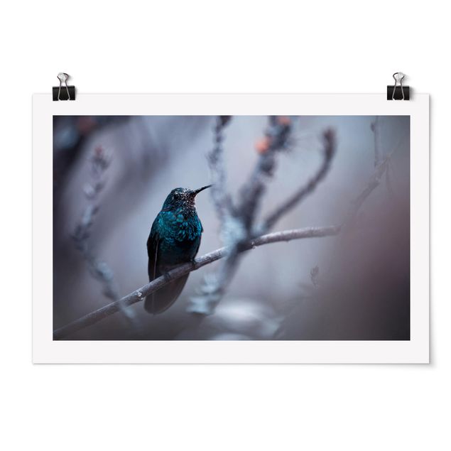 Posters animals Hummingbird In Winter