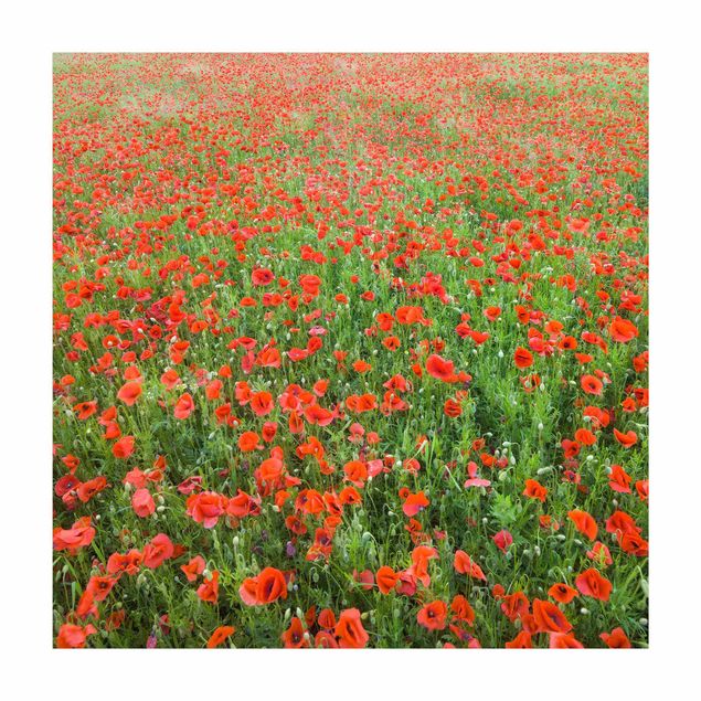 Flower Rugs Poppy Field