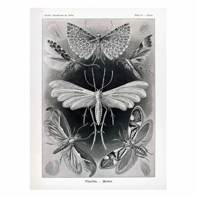 Butterfly art print Vintage Board Moths And Butterflies