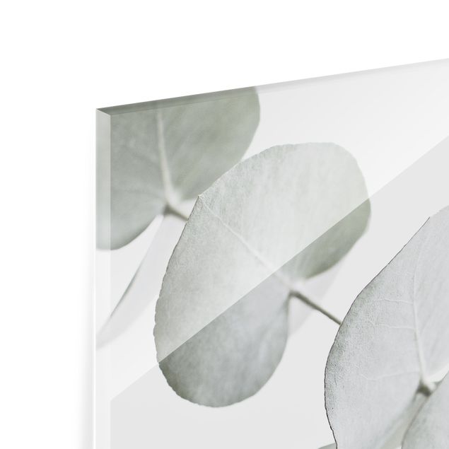 Splashback - Eucalyptus Branch In White Light - Square 1:1