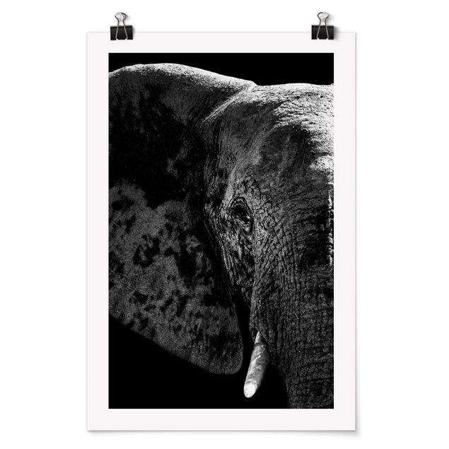 Poster black white African Elephant black and white
