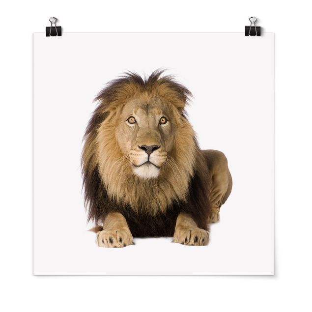 Prints animals King Lion ll