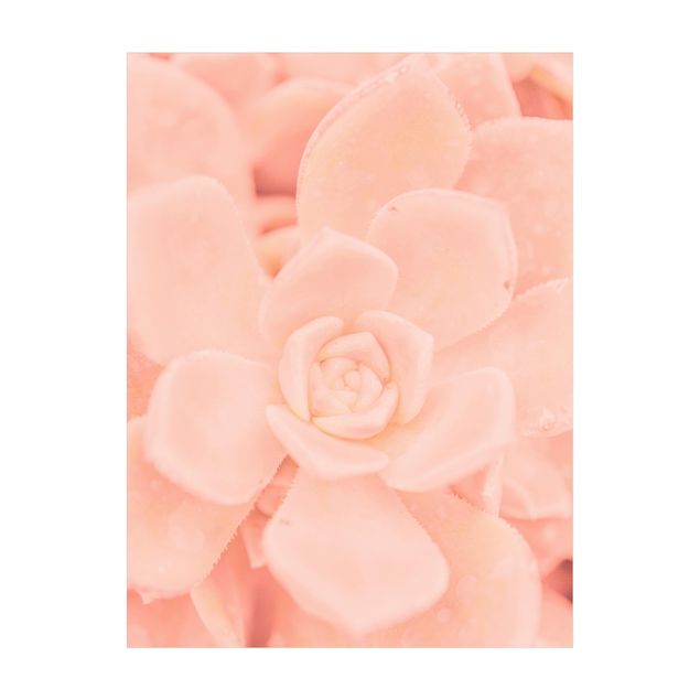 Floral rugs Light Pink Floral Magic Echeveria