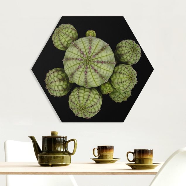 Floral canvas Euphorbia - Spurge Urchins