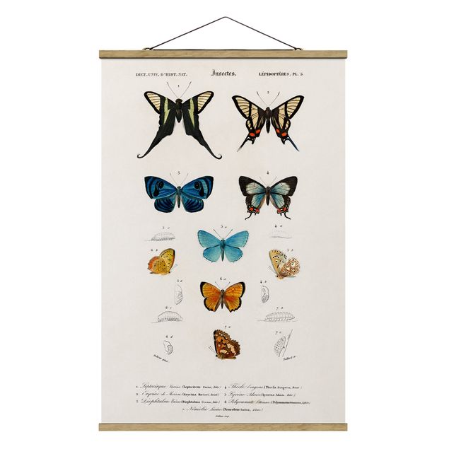 Animal wall art Vintage Board Butterflies I