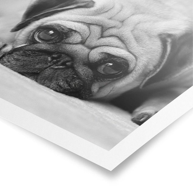 Black and white poster prints Pug Loves You II