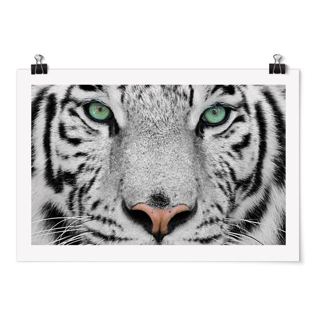 Posters black and white White Tiger