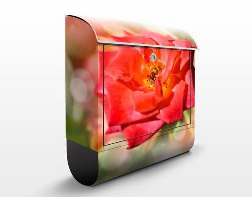 Letterboxes flower No.YK19 Shining Rose