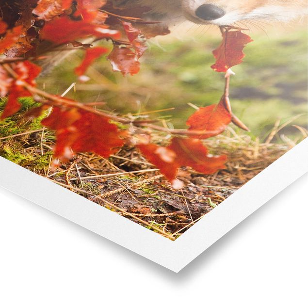 Floral canvas Fox In Autumn