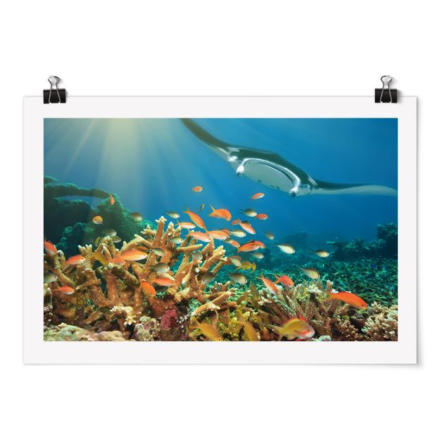 Animal canvas Coral reef