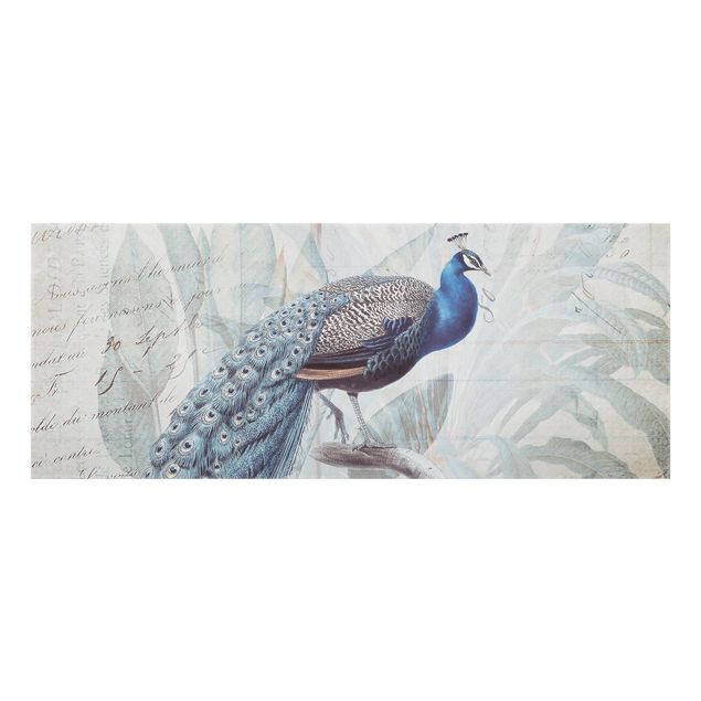 Glass splashback animals Shabby Chic Collage - Peacock
