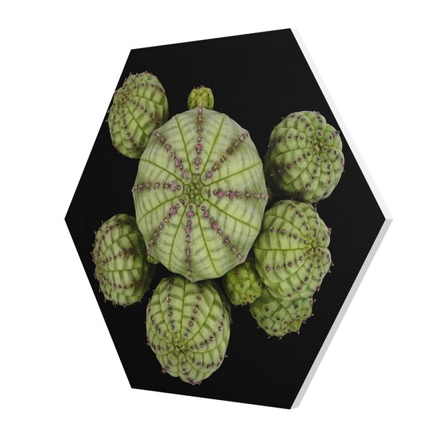Green art prints Euphorbia - Spurge Urchins