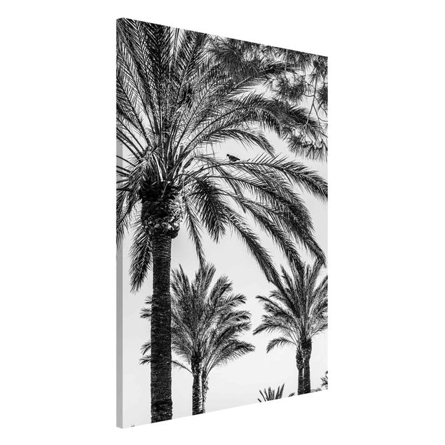 Kitchen Palm Trees At Sunset Black And White