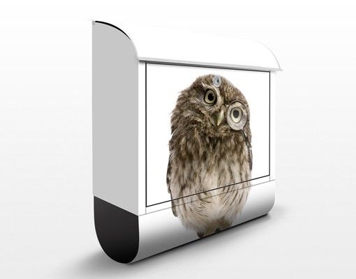 Letterboxes animals Curious Owl