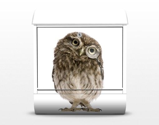 Letterboxes Curious Owl
