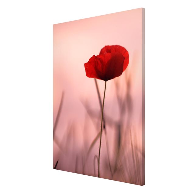 Magnet boards flower Poppy Flower In Twilight