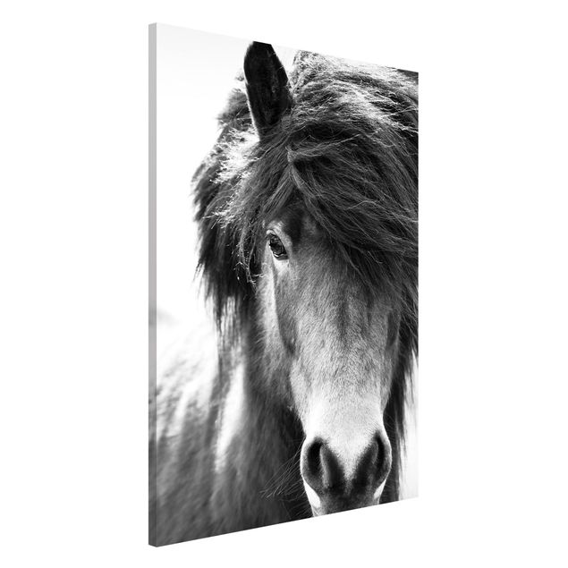 Kitchen Icelandic Horse In Black And White