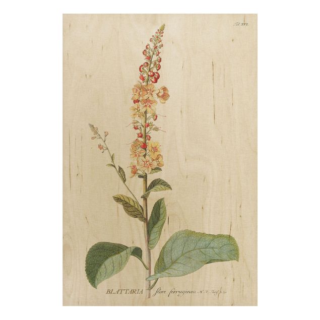 Wood prints flower Vintage Botanical Illustration Mullein
