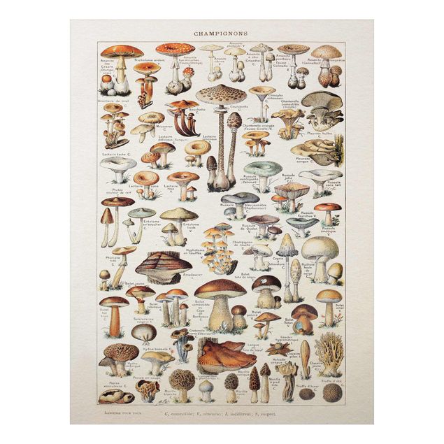 Vintage posters Vintage Board Mushrooms