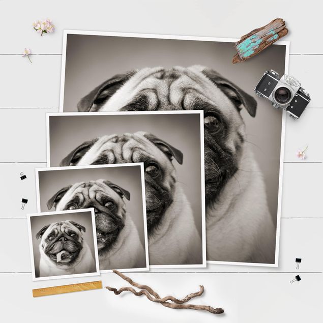 Black and white wall art Funny Pug