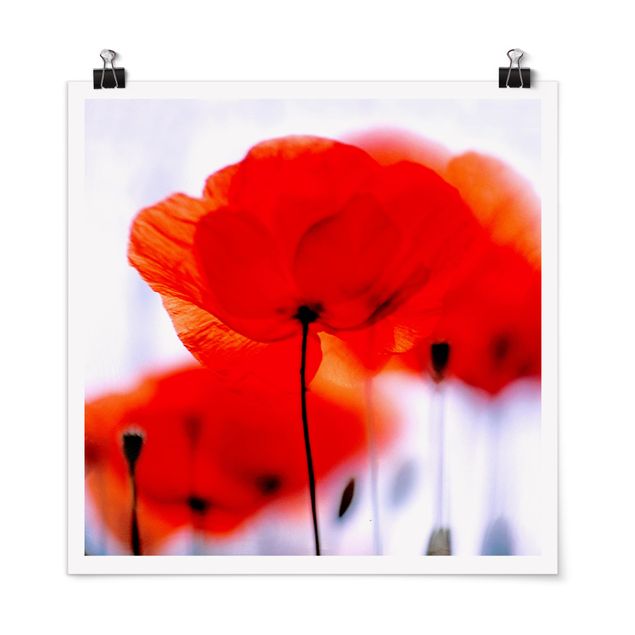 Floral canvas Magic Poppies