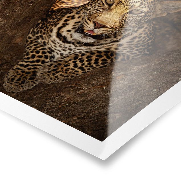 Prints brown Leopard Resting On A Tree