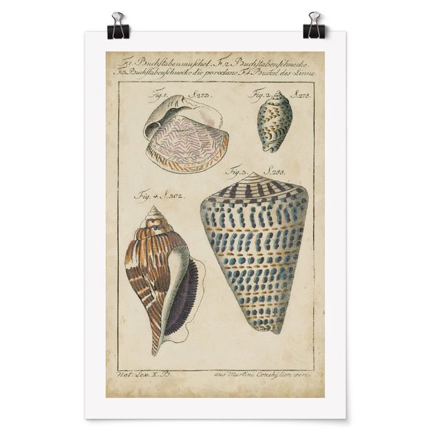Sea life prints Vintage Conch Drawing Pattern Bunte