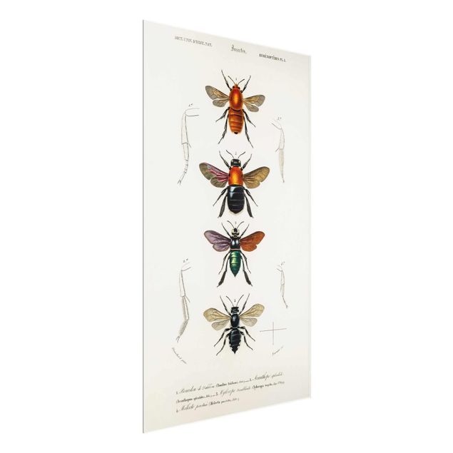 Animal wall art Vintage Board Insects