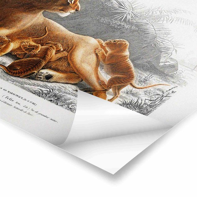 Wall art yellow Vintage Board Lioness And Lion Cubs