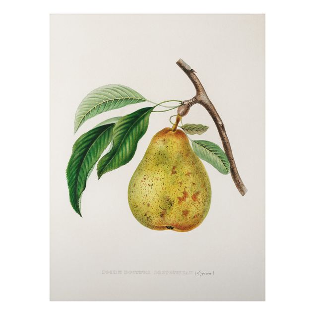 Prints vintage Botany Vintage Illustration Yellow Pear