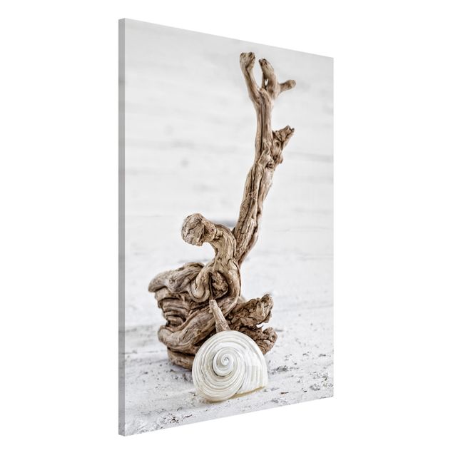 Kitchen White Snail Shell And Root Wood