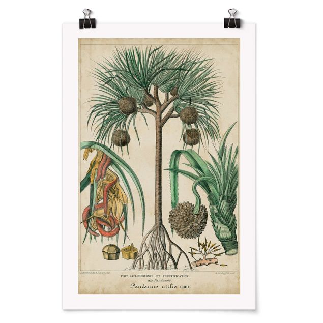 Floral canvas Vintage Board Exotic Palms I
