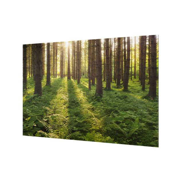 Glass Splashback - Sun Rays In Green Forest - Landscape 2:3