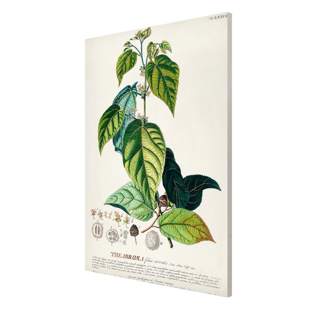 Vintage posters Vintage Botanical Illustration Cocoa