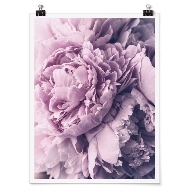 Prints flower Purple Peony Blossoms