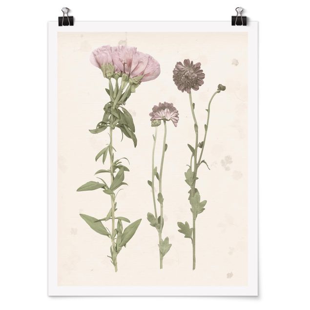Floral picture Herbarium In Pink III
