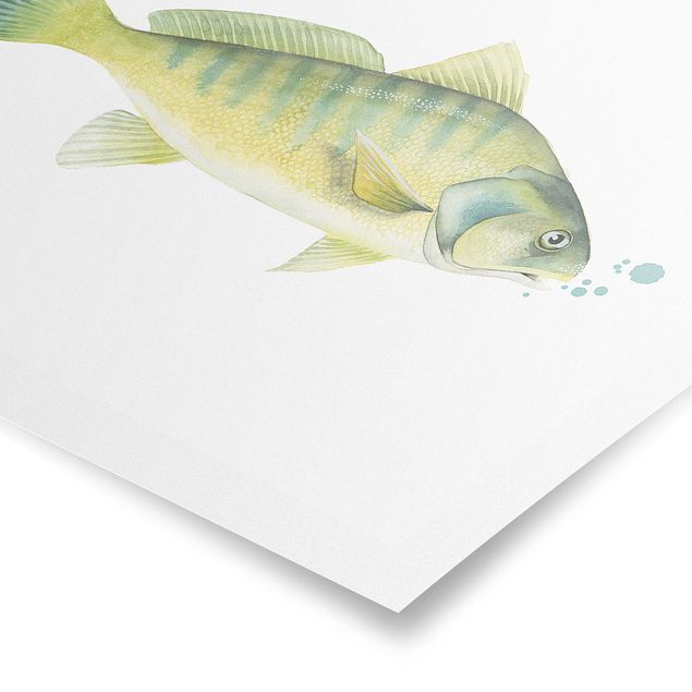 Posters animals Color Catch - Perch